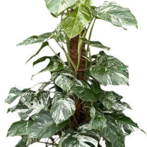 Monstera Variegata Monstera Deliciosa Variegata
(1 Plants/Order)(27cmP 130cmH)