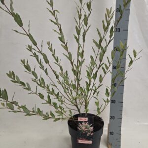 Salix integra Hakuro Nishiki salix nishiki 40 str grijze Pot
(1 Plants/Order)(21cmP 60cmH)