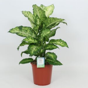 Dieffenbachia Mars Purify Dieffenbachia Mars 24 cm
(1 Plants/Order)(24cmP 90cmH)