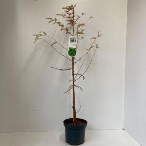 Taxodium distichum Taxodium distichum - gestokt
(1 Plants/Order)(19cmP 80cmH)