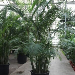 Chrysalidocarpus Dypsis lutescens
(1 Plants/Order)(70cmP 320cmH)