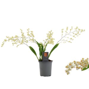 Oncidium Inca Oncidium Twinkle 4 spike 9 cm
(6 Plants/Order)(9cmP 30cmH)