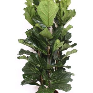 Ficus lyrata 3 per Pot
(1 Plants/Order)(34cmP 170cmH)