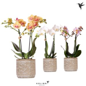 Phalaenopsis mixed 2 spike in Jaguar Pot
(8 Plants/Order)(9cmP 40cmH)