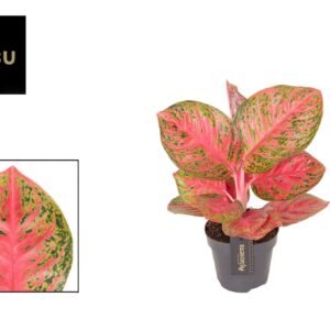 Aglaonema other Aglaonema Red Balloon
(6 Plants/Order)(12cmP 30cmH)