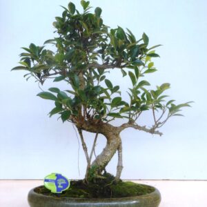 Bonsai dwergvorm loofhout Ficus retusa, 39cm., shape, without drip tray
(1 Plants/Order)(39cmP 50cmH)
