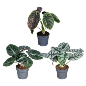 Alocasia mixed Alocasia Luxe Beginda mix 14cm
(6 Plants/Order)(14cmP 30cmH)