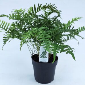 Polypodium vulgare Polypodium vulgare ES19 3,0l
(1 Plants/Order)(19cmP 30cmH)