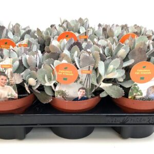 Kalanchoe pumila 13
(6 Plants/Order)(13cmP 15cmH)