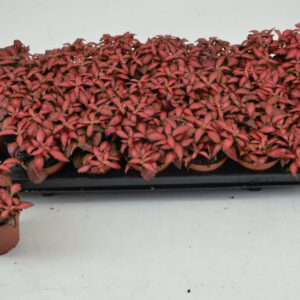 Fittonia Forest Flame FITTONIA FOREST FLAME 8,5 CM
(12 Plants/Order)(8.5cmP 12cmH)
