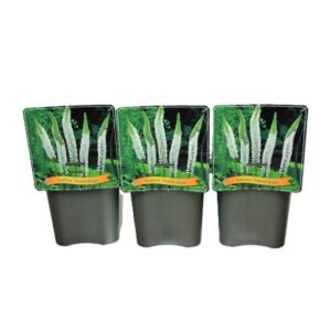 Eremurus Eremurus 'Tropical Dream' C5
(1 Plants/Order)(21cmP 35cmH)