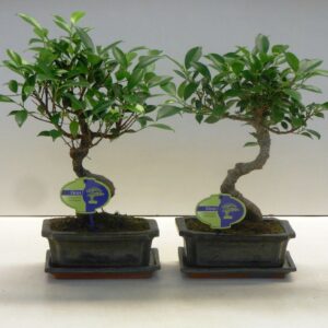 Bonsai dwergvorm loofhout Ficus retusa, 20cm., shape, with drip tray
(6 Plants/Order)(20cmP 35cmH)