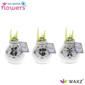 Hippeastrum Wax Craftz Delfts Blue
(6 Plants/Order)(5cmP 15cmH)