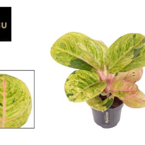 Aglaonema other Aglaonema Apple Fantasy
(10 Plants/Order)(12cmP 35cmH)