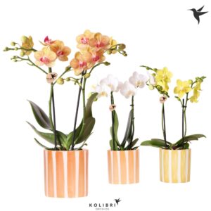 Phalaenopsis Multiflora Kolibri Orchids Phalaenopsis mix 2 spike in Painted Stripe yell
(8 Plants/Order)(9cmP 40cmH)