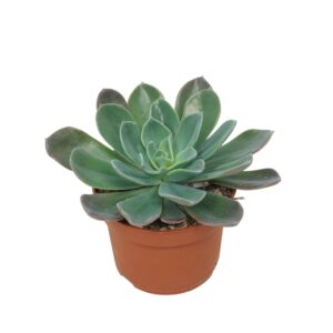 Echeveria Blue Prince Echeveria blue prince 10,5 cm zonder Flower
(6 Plants/Order)(10.5cmP 14cmH)