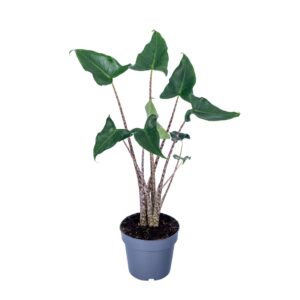 Alocasia zebrina Siberian Tiger Alocasia Zebrina Siberian Tiger 14cm
(8 Plants/Order)(14cmP 45cmH)