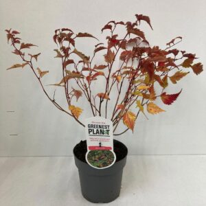 Neillia affinis Neillia affinis
(1 Plants/Order)(17cmP 40cmH)