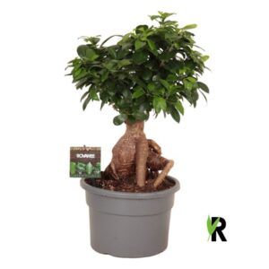 Ficus Ginseng Ficus micr. Ginseng wortel
(1 Plants/Order)(23cmP 50cmH)