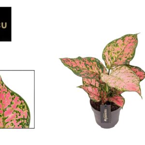 Aglaonema Crimson Love Aglaonema Crimson Love
(6 Plants/Order)(12cmP 30cmH)