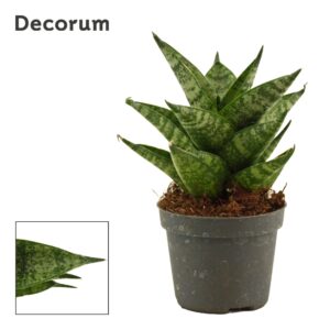 Sansevieria other Sansevieria Brilliant Crown 6 cm (Decorum)
(20 Plants/Order)(6cmP 12cmH)