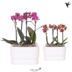 Arrangement Phalaenopsis Kolibri Orchids Phalaenopsis White 4 spike in Diabolo twin white
(3 Plants/Order)(18cmP 40cmH)
