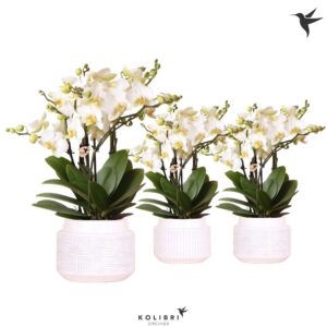 Phalaenopsis Lausanne Kolibri Orchids Phalaenopsis Lausanne 6spike in maze white
(3 Plants/Order)(12cmP 35cmH)