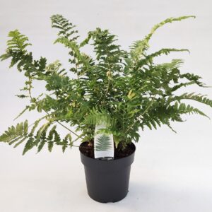 Dryopteris filix-mas Dryopteris filix-mas ES19 3,0l
(1 Plants/Order)(19cmP 30cmH)