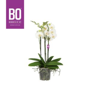 Phalaenopsis white more Ripsen Flower Power Midi BO Iceberg 3 spike
(6 Plants/Order)(13cmP 60cmH)