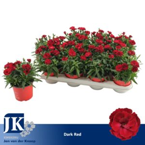 Carnation Oscar Dark Red Carnation P12 Dark Red TST
(12 Plants/Order)(12cmP 22cmH)