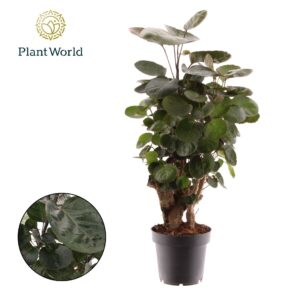 Polyscias Fabian Polyscias Fabian
(10 Plants/Order)(12cmP 45cmH)