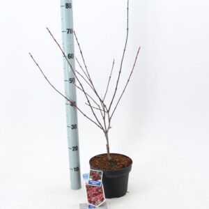 Acer palmatum Shaina Acer pal. 'Shaina'
(1 Plants/Order)(19cmP 60cmH)