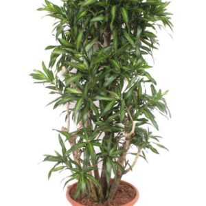 Dracaena Song of Jamaica Dracaena Song of Jamaica
(1 Plants/Order)(40cmP 140cmH)