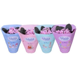 Saintpaulia Saintpaulia light pink voila ''la Fleur''x8
(8 Plants/Order)(12cmP 20cmH)