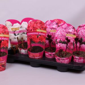 Paeonia Paeonia 11CM mix Longlife
(12 Plants/Order)(11cmP 10cmH)