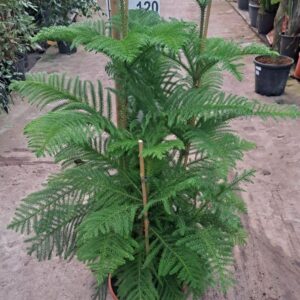 Araucaria heterophylla Araucaria toef 130
(1 Plants/Order)(30cmP 130cmH)