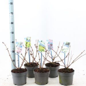 Sambucus nigra Sambucus nigra-mixP17
(1 Plants/Order)(17cmP 25cmH)