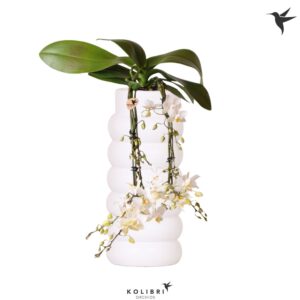 Phalaenopsis Multiflora Kolibri Orchids Phalaenopsis Victoria fall in Bubble fall white
(3 Plants/Order)(9cmP 40cmH)