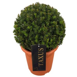 Taxus media Groenland Taxus media 'Groenland' ball p20 (th) 25-30 ©
(1 Plants/Order)(20cmP 30cmH)