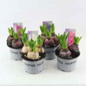 Hyacinthus Pearl Hyacinthus pearl 4 Colours
(10 Plants/Order)(12cmP 15cmH)