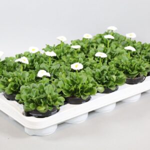 Bellis perennis Rushe Bellis speed star white
(9 Plants/Order)(10.5cmP 10cmH)