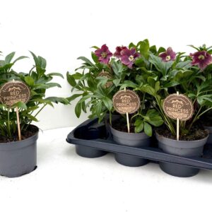 Helleborus or. Victoria Viv 17 CM
(6 Plants/Order)(17cmP 40cmH)