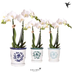 Phalaenopsis Multiflora Kolibri Orchids Phalaenopsis mix 2 spike in Malaga Pot blue mix
(6 Plants/Order)(9cmP 40cmH)