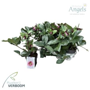 Helleborus Charmer Frostkiss p15 green
(6 Plants/Order)(15cmP 45cmH)