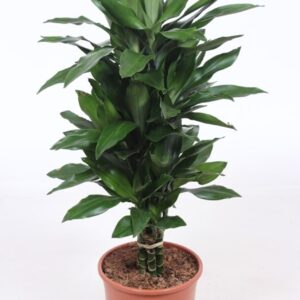 Dracaena Janet Lind Dracaena Janet Lind
(1 Plants/Order)(24cmP 100cmH)