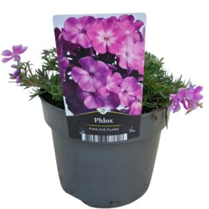 Phlox Subulata Phlox subulata MacDaniel's Cushion
(6 Plants/Order)(17cmP 30cmH)