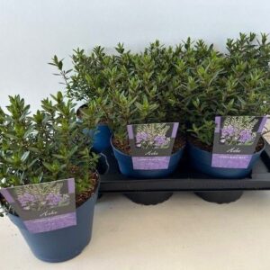 Hebe Hebe Garden Beauty Blue
(1 Plants/Order)(17cmP 20cmH)