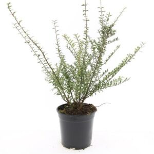 Lonicera Silver Beauty Lonicera nit. 'Silver Beauty'
(8 Plants/Order)(14cmP 10cmH)