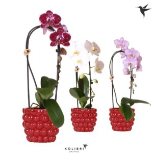 Phalaenopsis Elegant Cascade Kolibri Orchids Phalaenopsis Cascade Niagara Fall mix 1 spike in Berry Pot
(4 Plants/Order)(12cmP 50cmH)