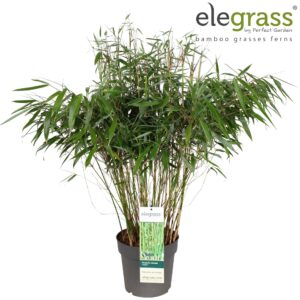 Fargesia robusta Pingwu Fargesia robusta 'Pingwu' P23
(1 Plants/Order)(23cmP 100cmH)